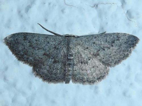 Réf. 197 685 : Scopula guancharia